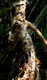 claude_mollard
