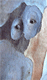 claude_mollard